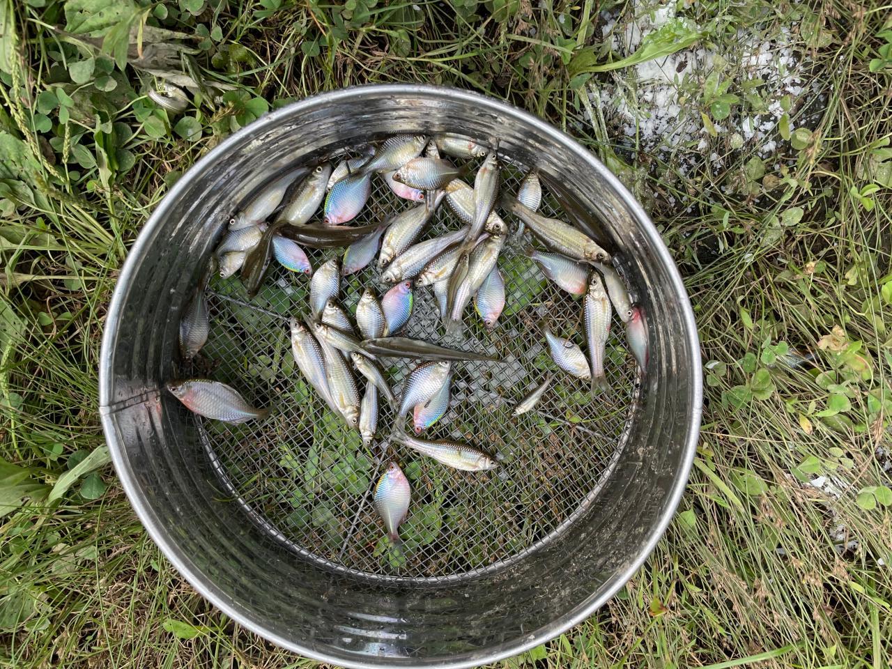 2022.08.13　沼に自家製の魚網かごを仕掛けてタイリクバラタナゴ（虹色が美しい雄）を採る。➡