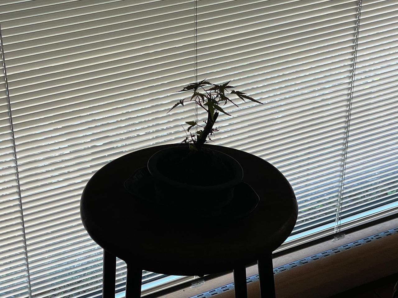 窓際のミニ盆栽