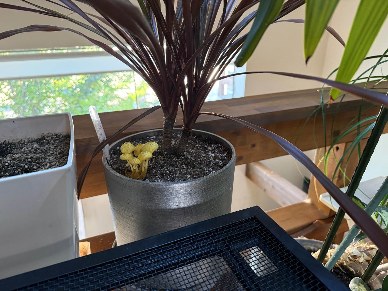 観葉植物の世話をしていたら、思わぬお客さんが･･･。