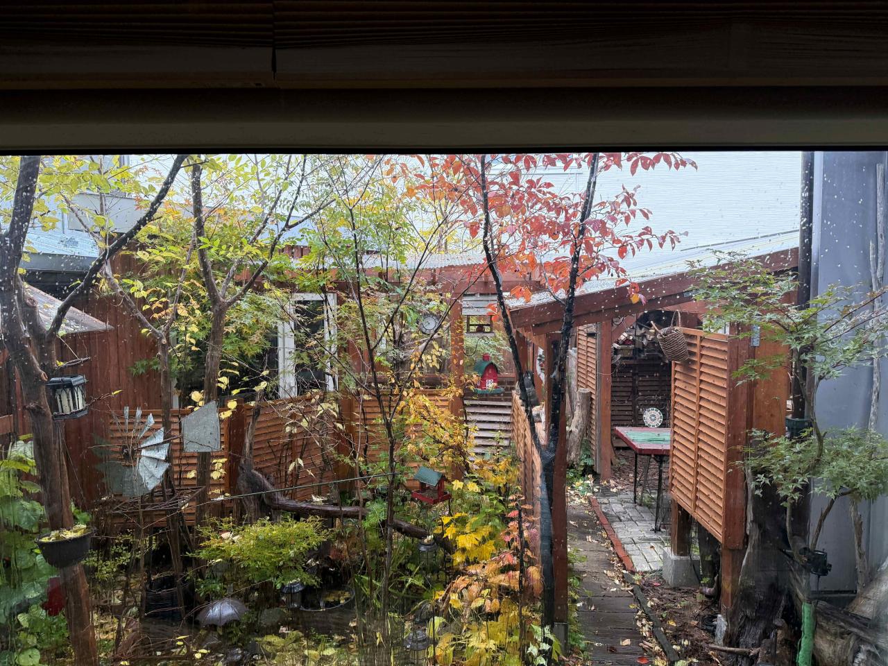 昨日の紅葉の庭