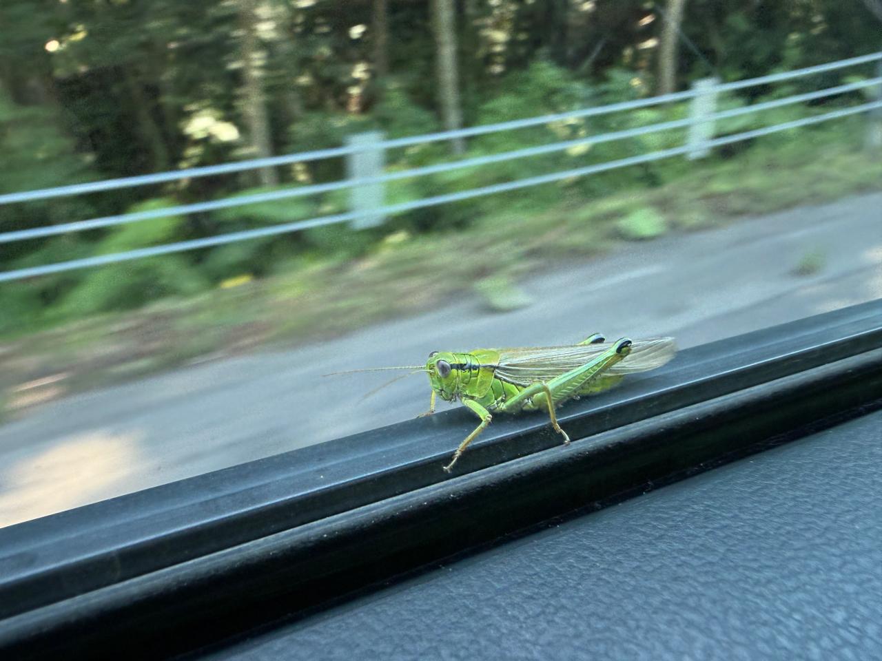 しがみつくバッタ