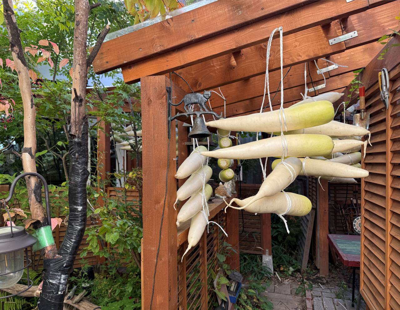 恒例の大根干し